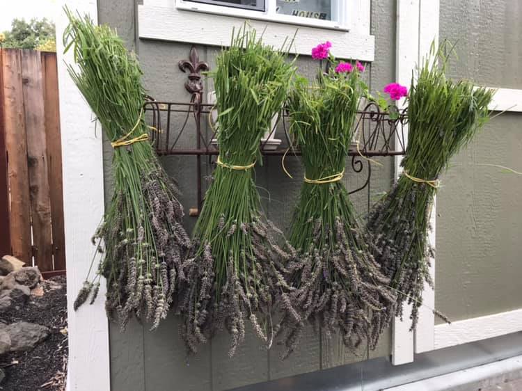 Atelier Botanique Photo of bunched lavender drying upside down.