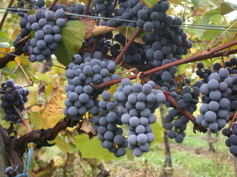 Gamay grape – Beaujolais Nouveau The Gamay grape used to produce Beaujolais Nouveau